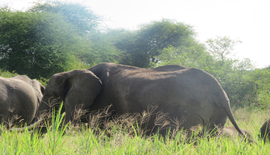 6 Days Wildebeest Serengeti Migration 