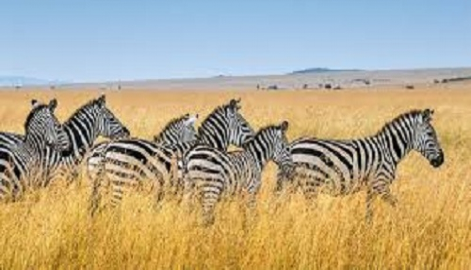 Best 3- Days Tanzania African Safari