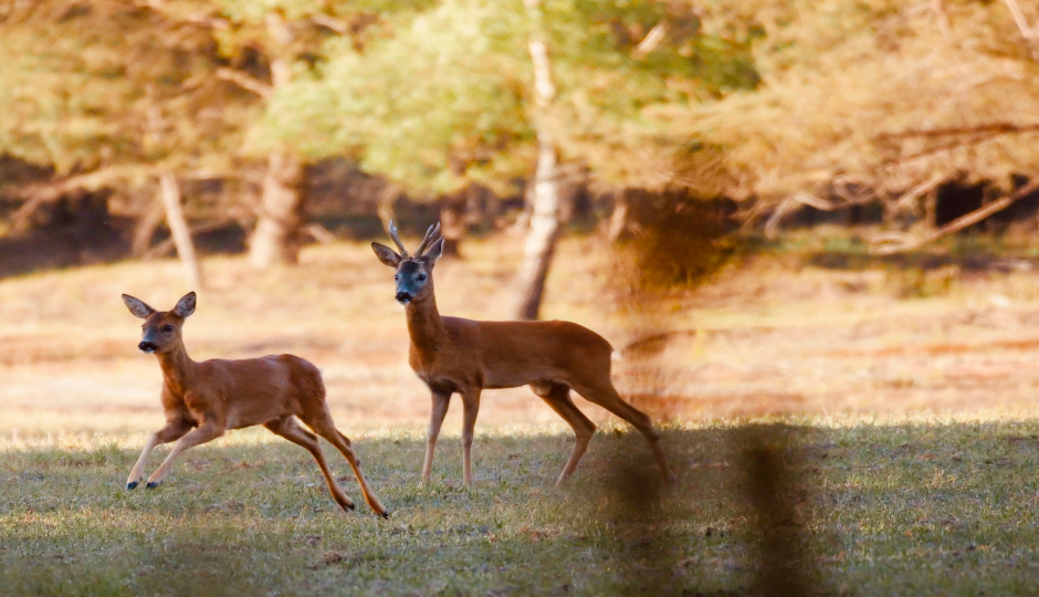 Slides Images for  5 Days  Serengeti Migration