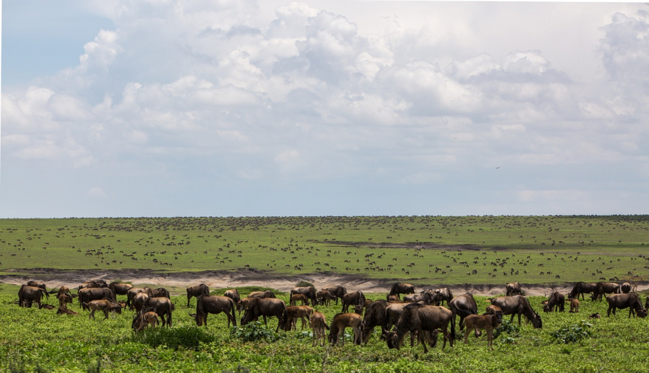 2-day Tanzania Sharing Safari Tour