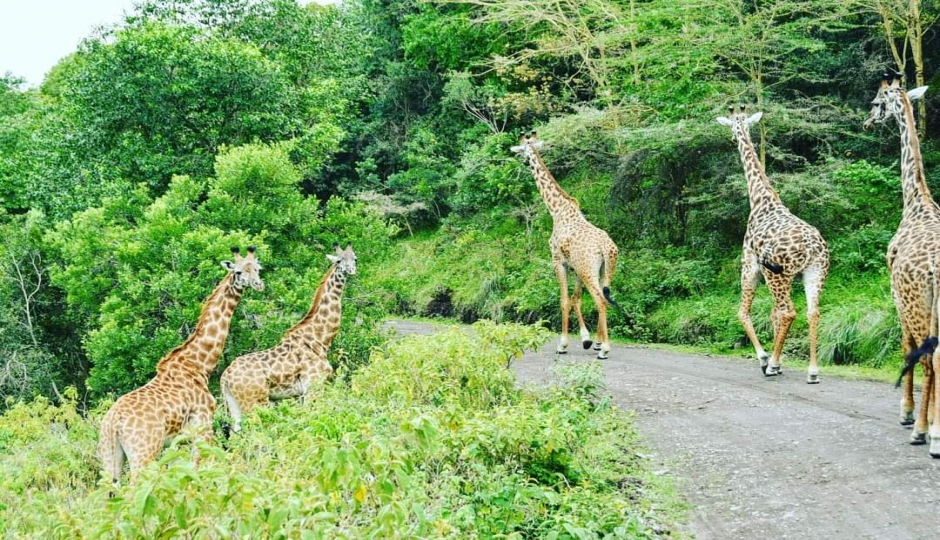 Slides Images for 7 Days Great Serengeti Migration