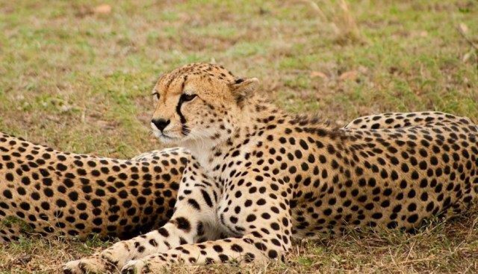 Slides Images for 2 Days Tanzania Luxury Safari