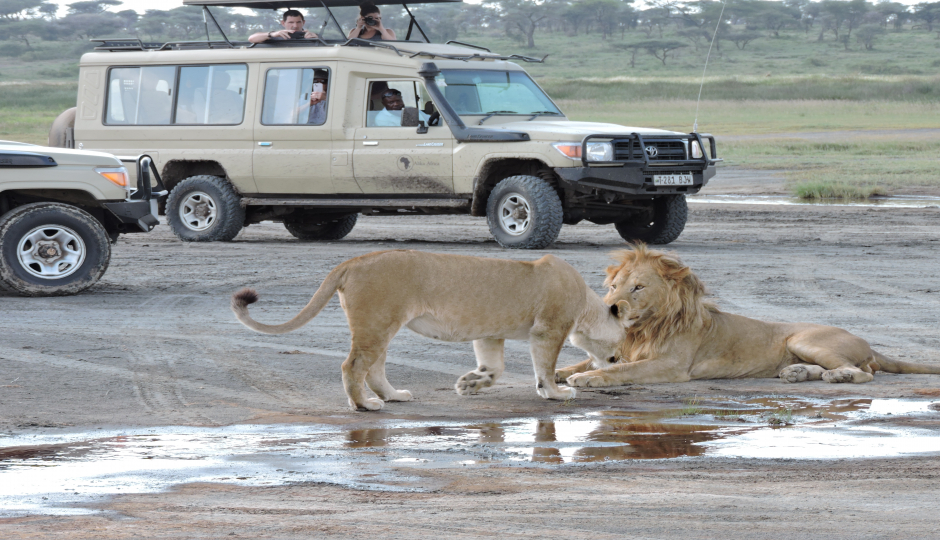 Wildebeest Calving Season