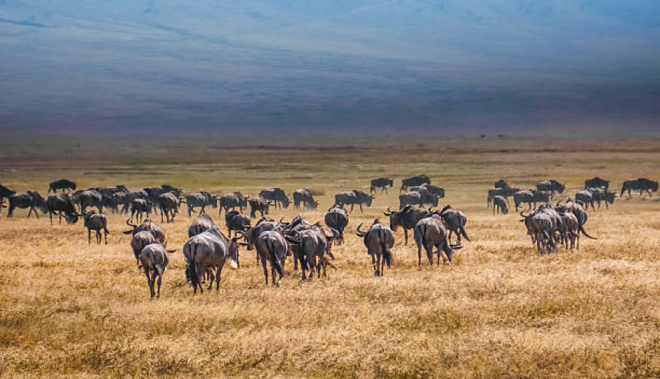 Best 8-day Serengeti Classic Safari