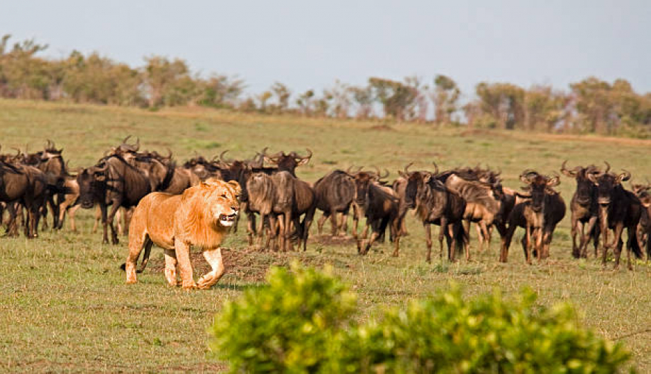 Best 5-day Serengeti Safari From Arusha