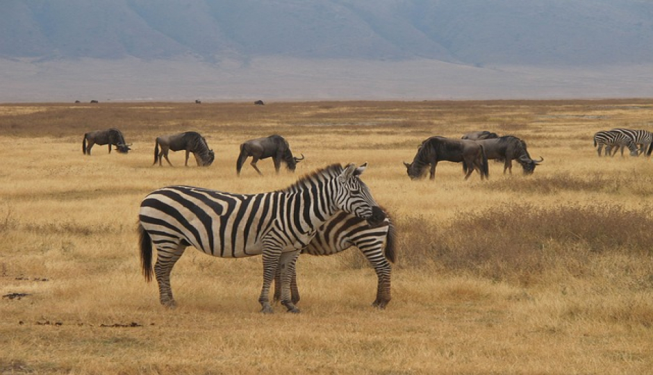 Slides Images for 5-day Serengeti Safari In Tanzania