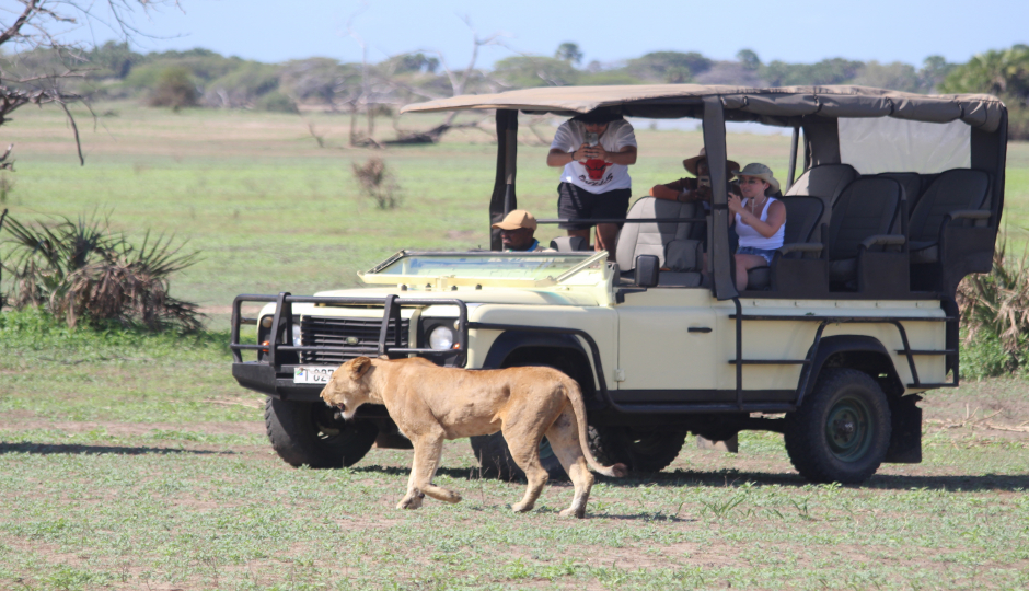 Cover image - Alfamale Tour's & Safaris 