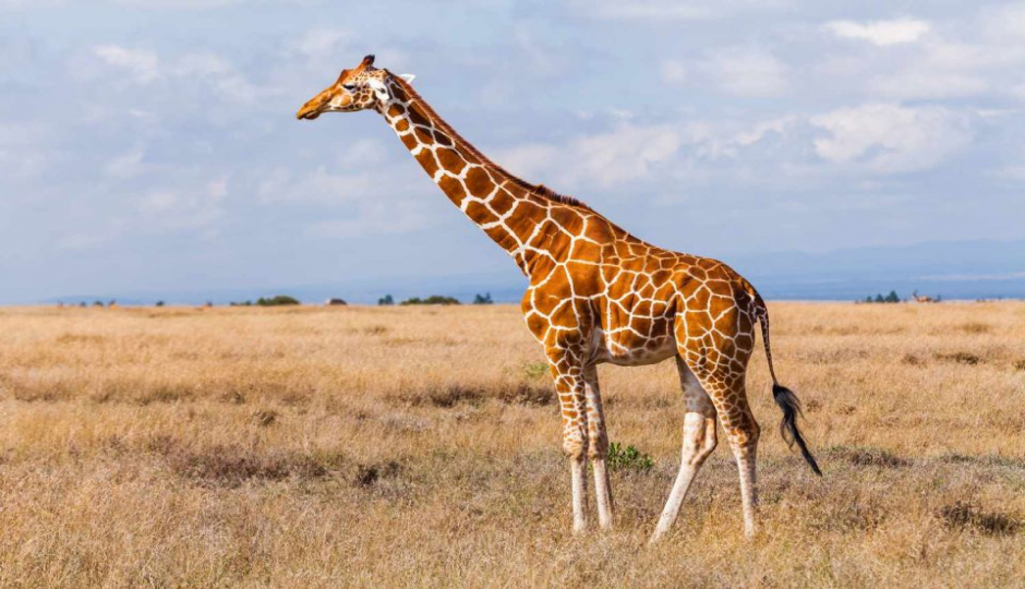 Slides Images for Explore Masai Mara, Nakuru & Aberdares In 5 Days