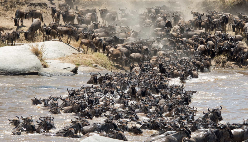 Slides Images for Tanzania Big Five Safari