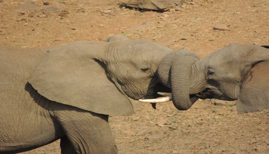 Slides Images for Tanzania Safari