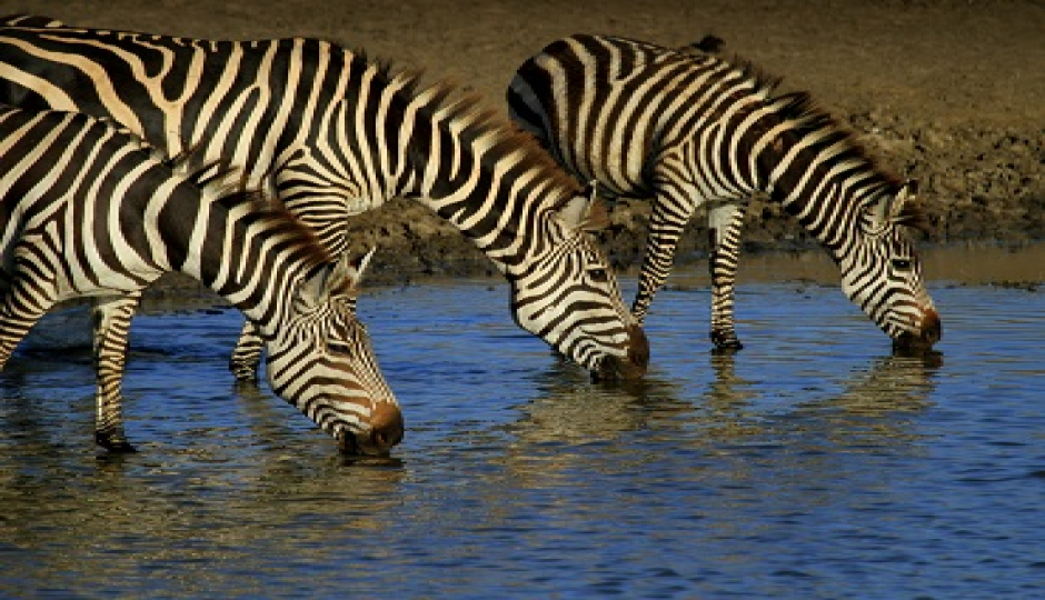 Slides Images for Tanzania 3 Days Safari 