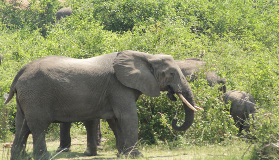 Kilimanjaro Day Hike And Tarangire Tour