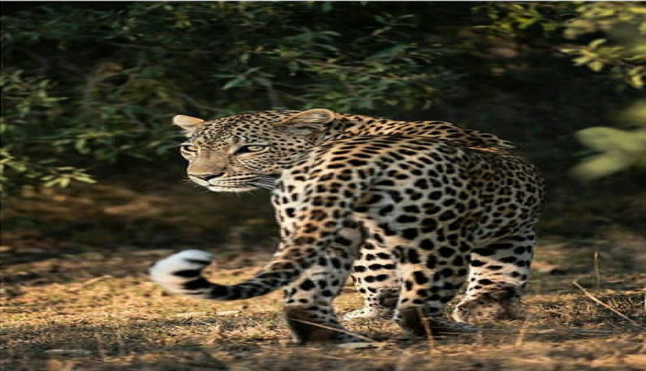 Arusha National Park Day Trip