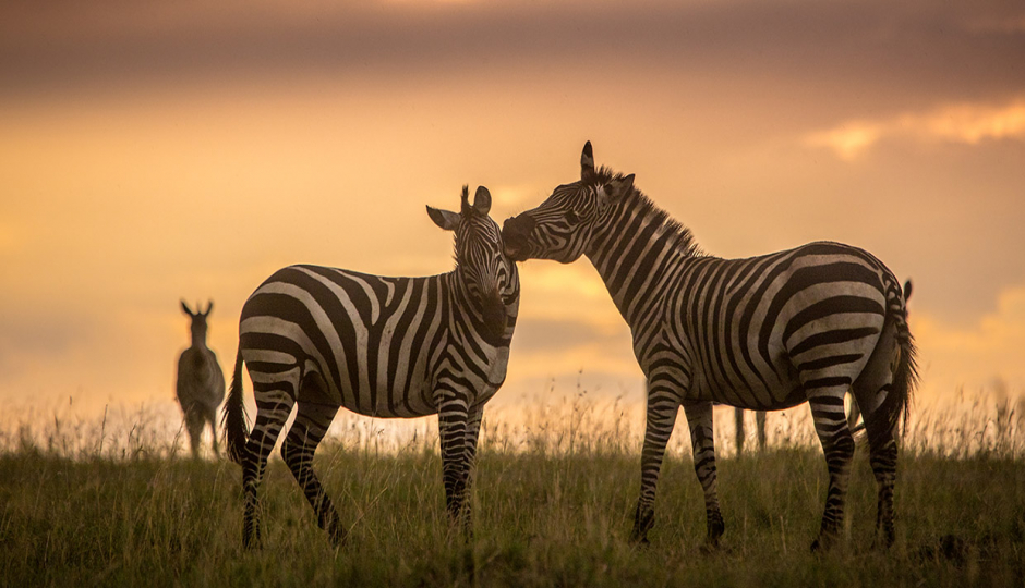 Lake Manyara, Ngorongoro & Tarangire Safari