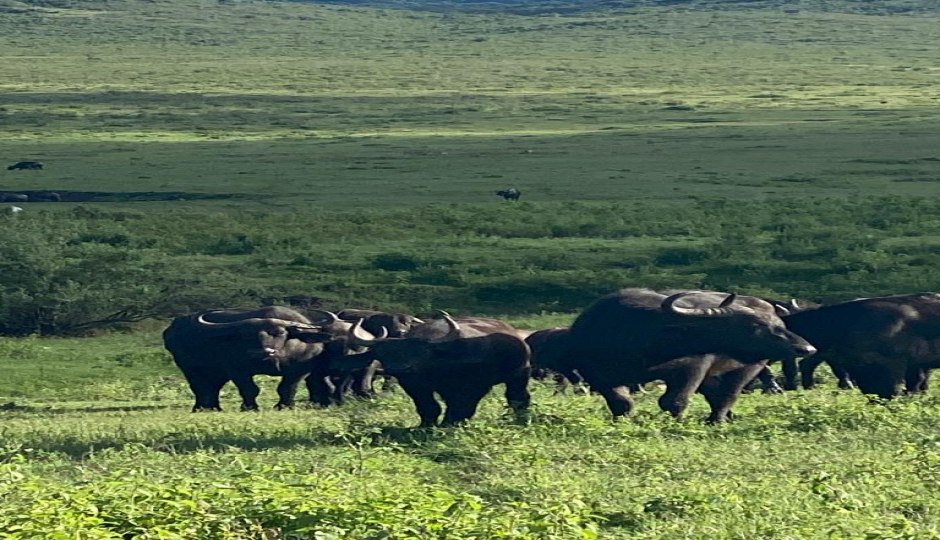 Slides Images for Day Trip To Ngorongoro Crater