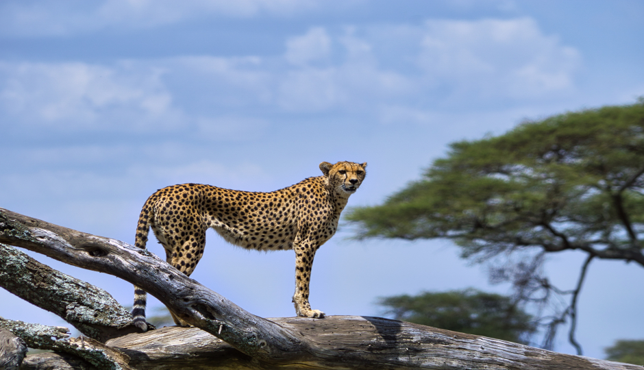 Slides Images for Tanzania 5 Days Safari 