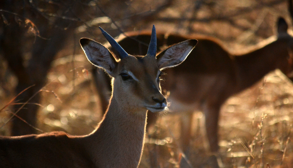 6 Days Serengeti Migration 