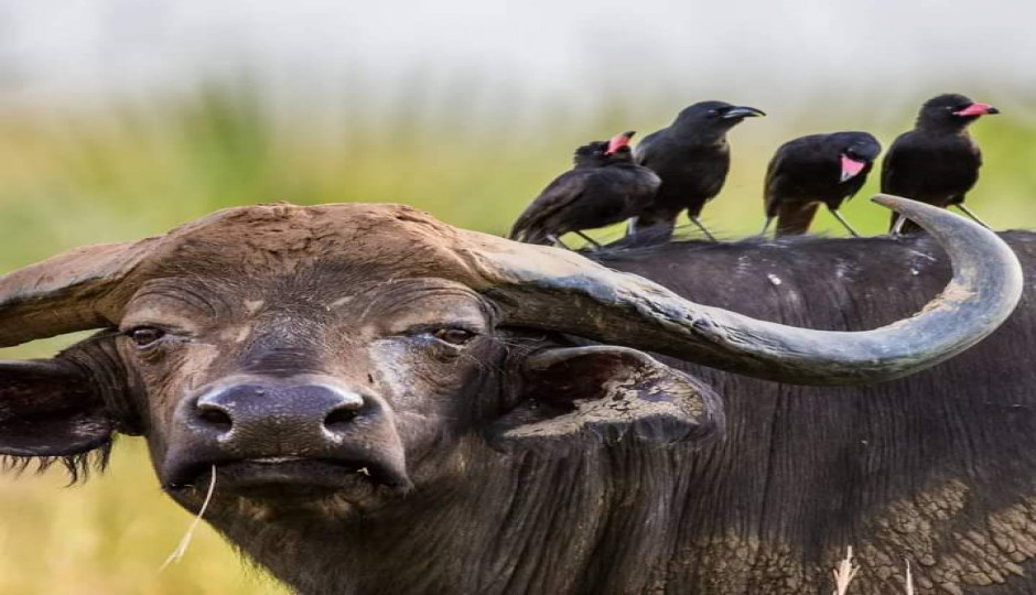 Slides Images for Unveiling Amboseli: A Safari Of Scenic Splendor