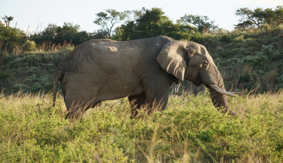 Wood Picker Treks And Safaris