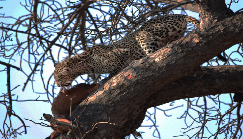 Slides Images for 5 Days Tanzania Serengeti Migration 