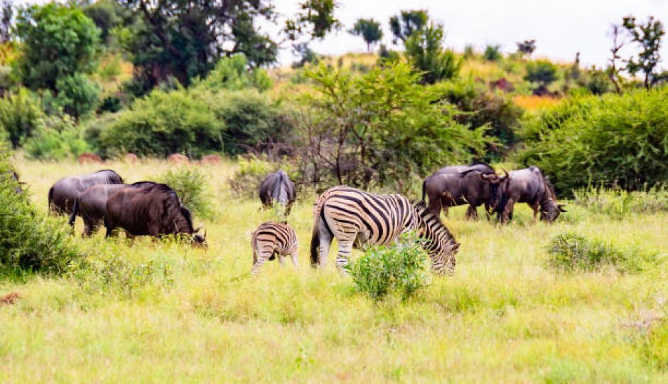 Slides Images for 2 Days Tarangire & Ngorongoro Adventure