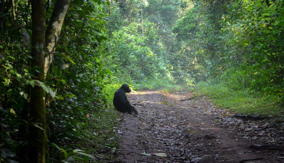 Slides Images for 5 Days Gorilla And Chimpanzee Safari