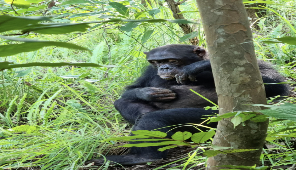 Slides Images for Wonderfully Chimpanzee Trekking