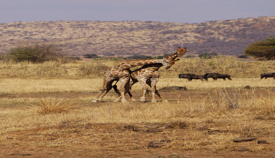 2 Days Tanzania luxury Safari Manyara 