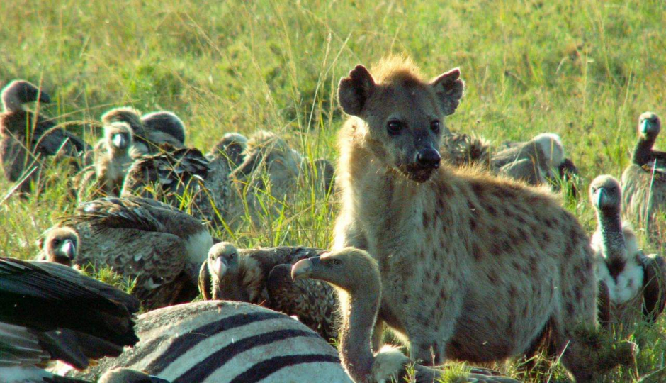 Slides Images for 4 Day: Serengeti & Ngorongoro Crater