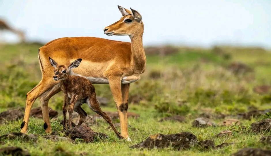  Days Luxury Tanzania Safari.