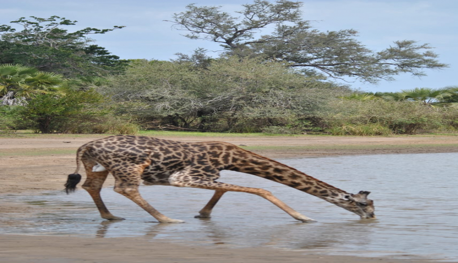 Slides Images for Mikumi National Park And Maasai Village