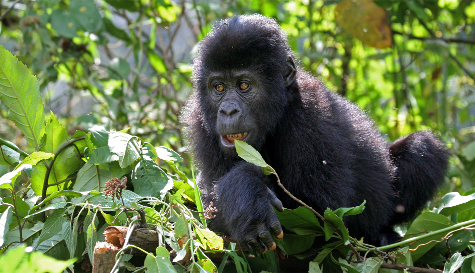 5 Days Best Of Uganda Flying Safari