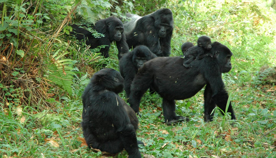 Gorilla Trekking 