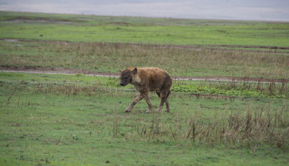 Slides Images for 3 Days From Zanzibar - Serengeti And Ngorongoro