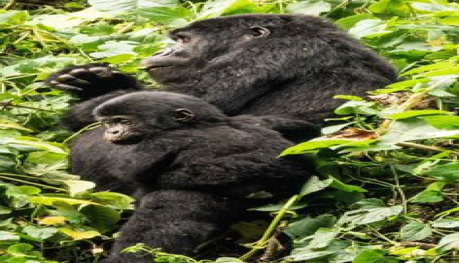 Slides Images for 3-days  Bwindi Gorilla Trekking Safari