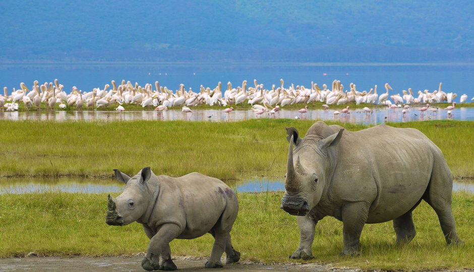 Cover Image - Lutea Africa Safaris 