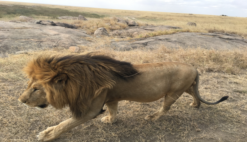  Lake Manyara, Ngorongoro Crater & Tarangire