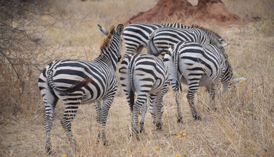 Safari Serengeti And Ngorongoro Crater