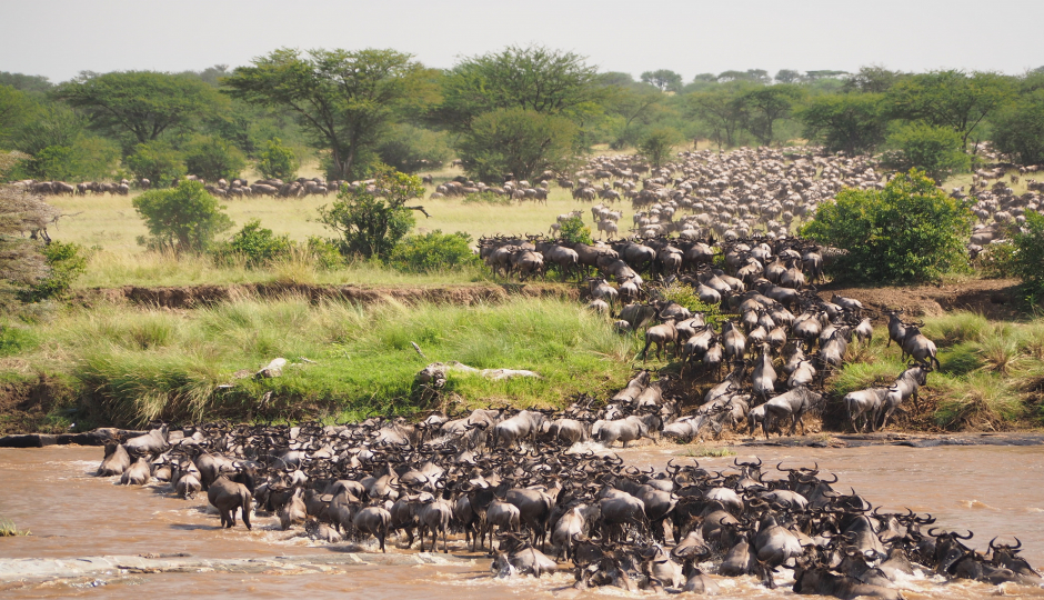 9 Days Wildebeest Migration Safari 