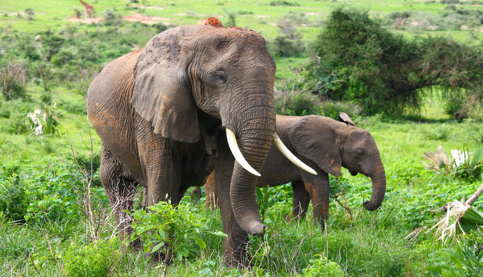 Slides Images for 9 Days Serengeti Migration 