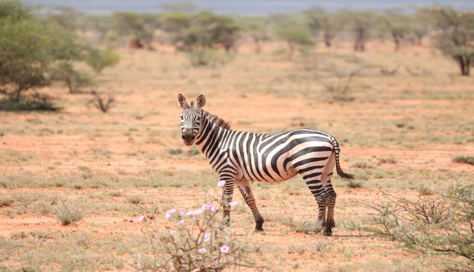 Slides Images for  6 Days Of Northern-serengeti