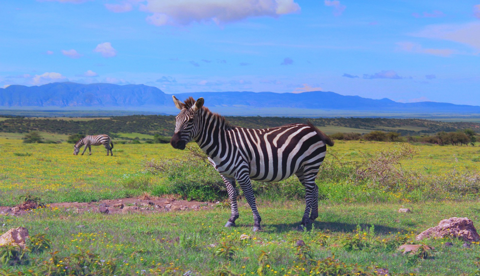 2-day Tanzania Short Safari