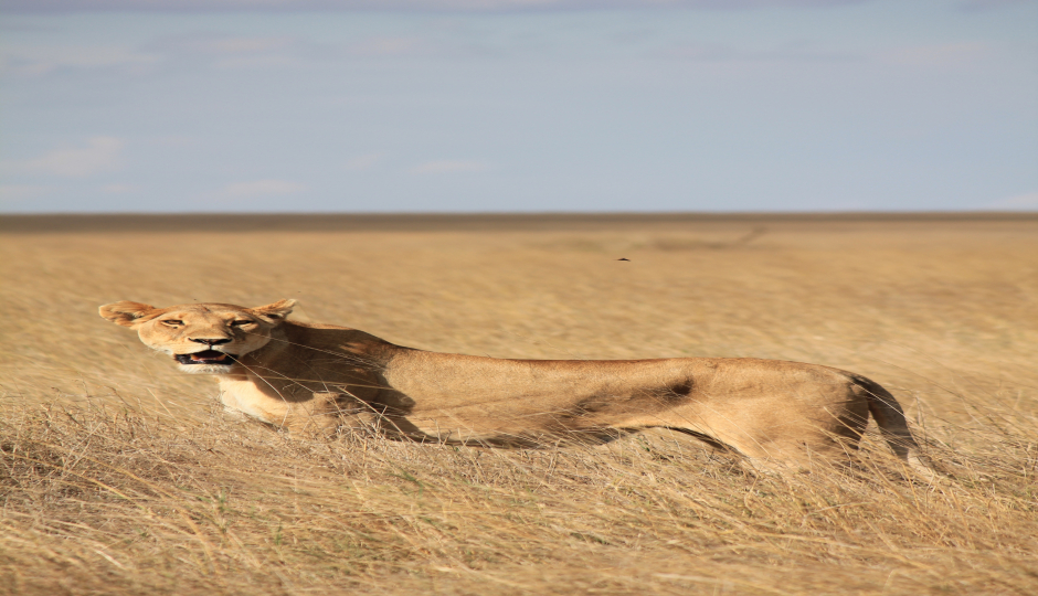 Slides Images for 9 Days Serengeti Safari 