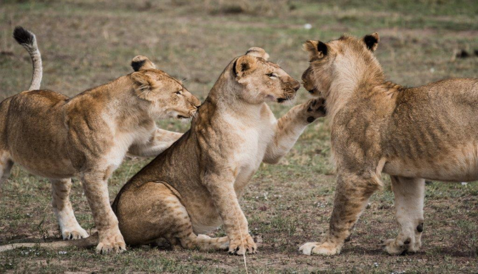 3 Days Tanzania Sharing Safari