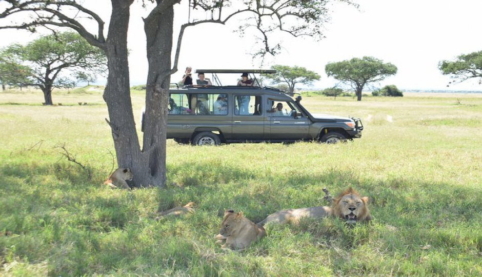 1 Day Serengeti Safari From Mwanza