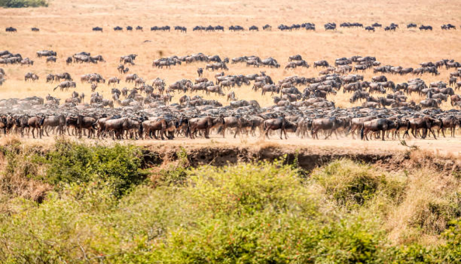 Best 6 Days Serengeti Migration Safari 