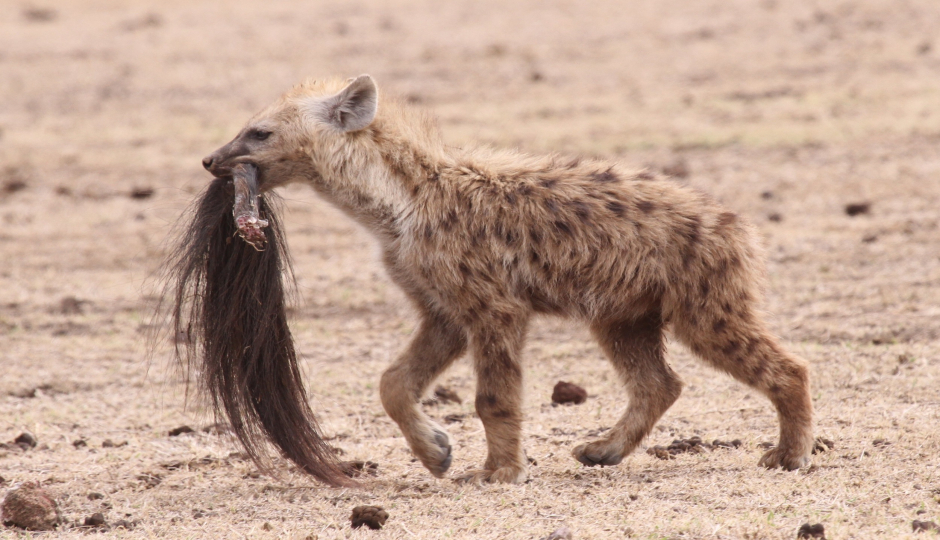 5 Days Lodge Safari