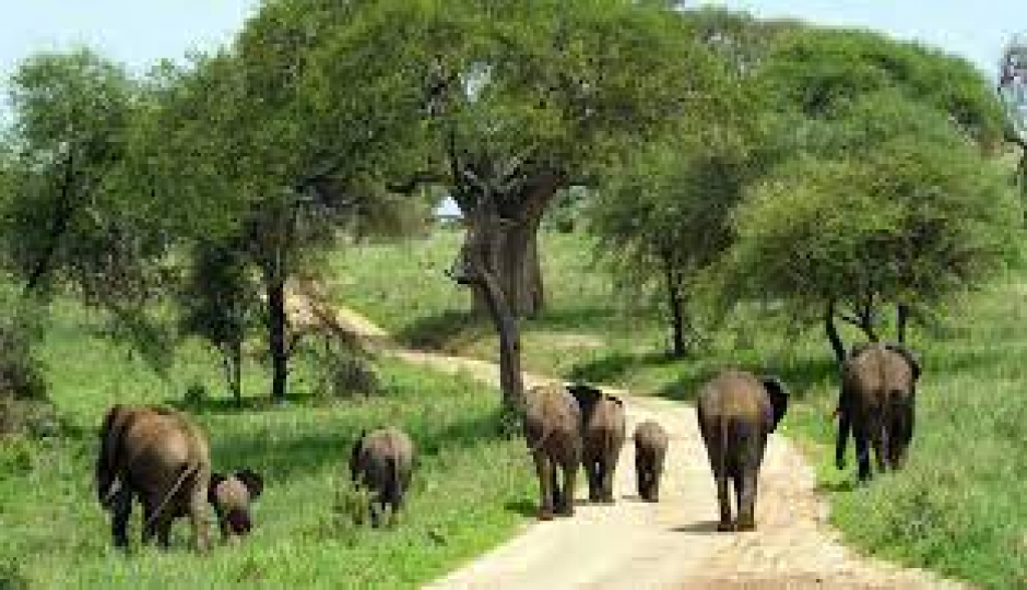 Slides Images for 1 Day Trip Lake Manyara National Park