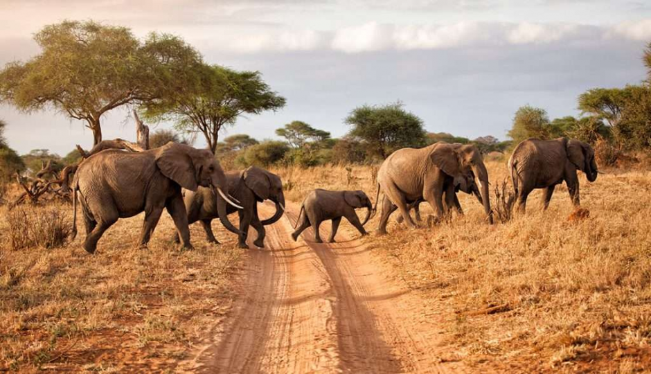 6-day Southern Tanzania Safari