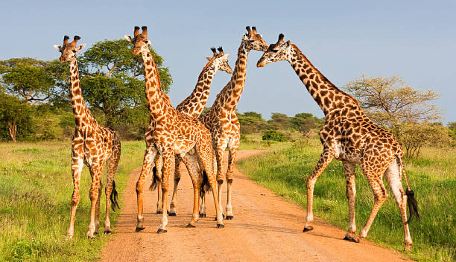 Best 8 Days Tanzania Safari From Arusha